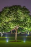 Ландшафтная подсветка деревьев