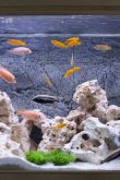Имитация аквариума с рыбками