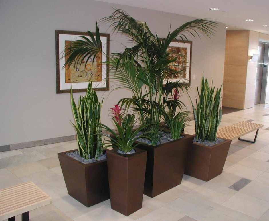 Растения в холле