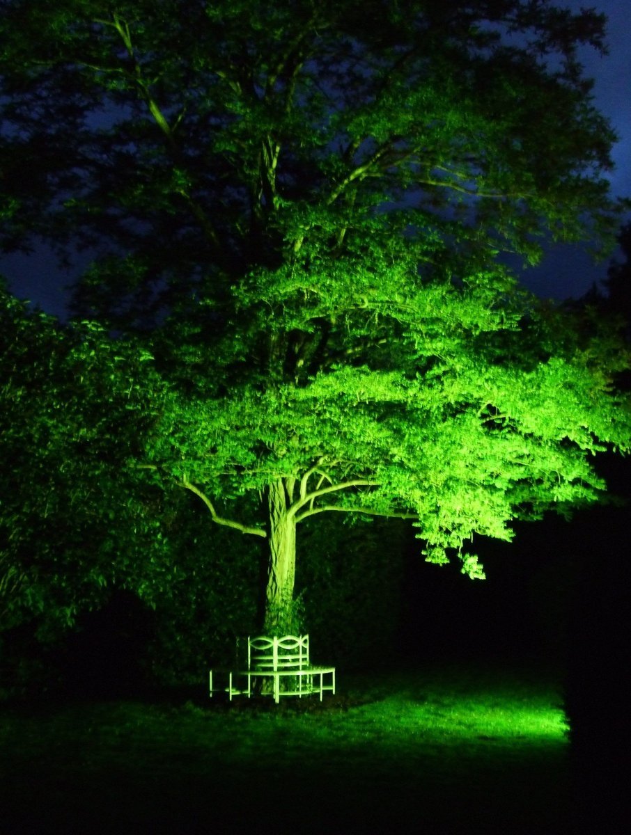 Зеленая подсветка деревьев
