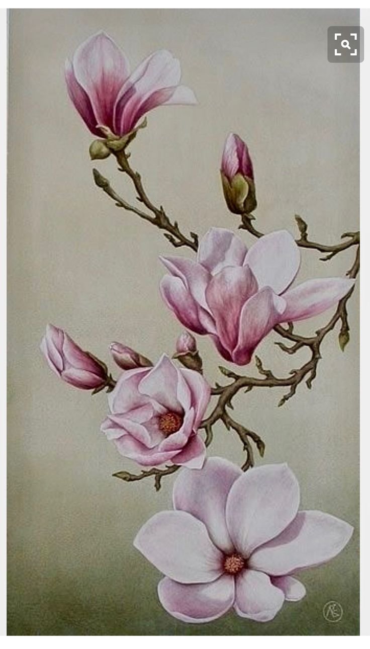 Alvic Магнолия