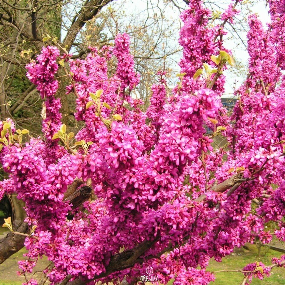 Багрянник Европейский Иудино дерево