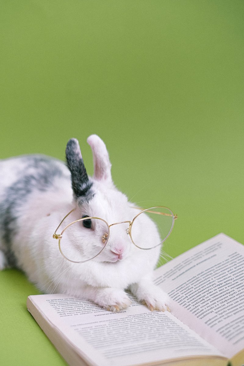 Умный кролик в очках