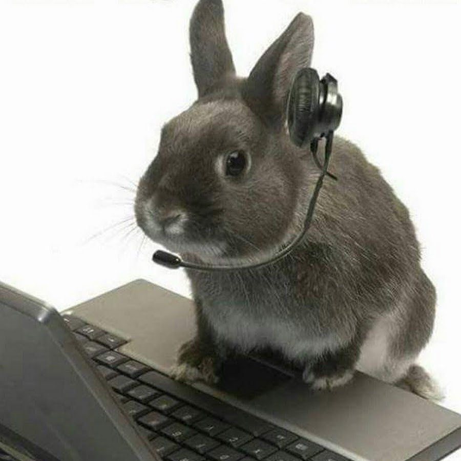 Кролик с компьютером