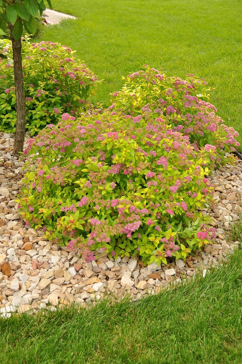 Спирея японская Голдмаунд