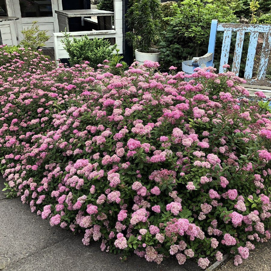 Спирея березолистная бордюр