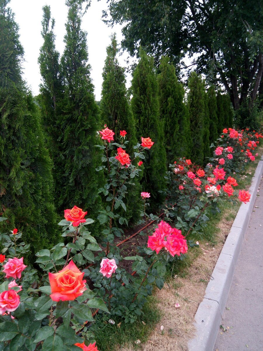 Туя Смарагд и розы
