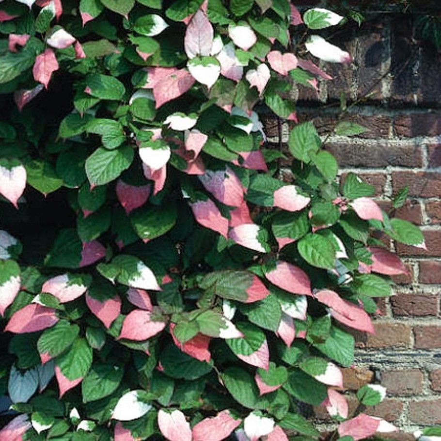 Лиана актинидия