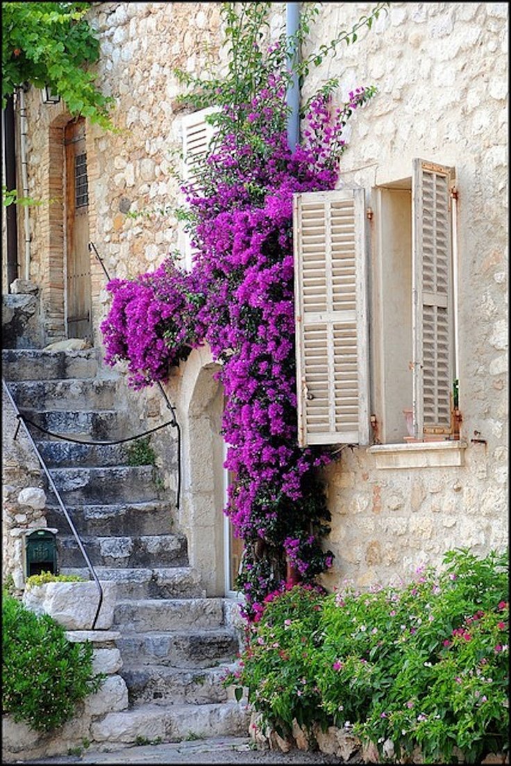 Цветы на лестнице на улице