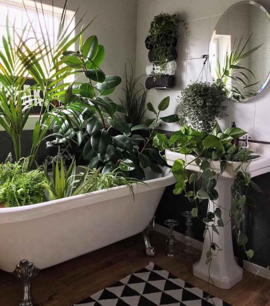 Растения для ванной комнаты без окна