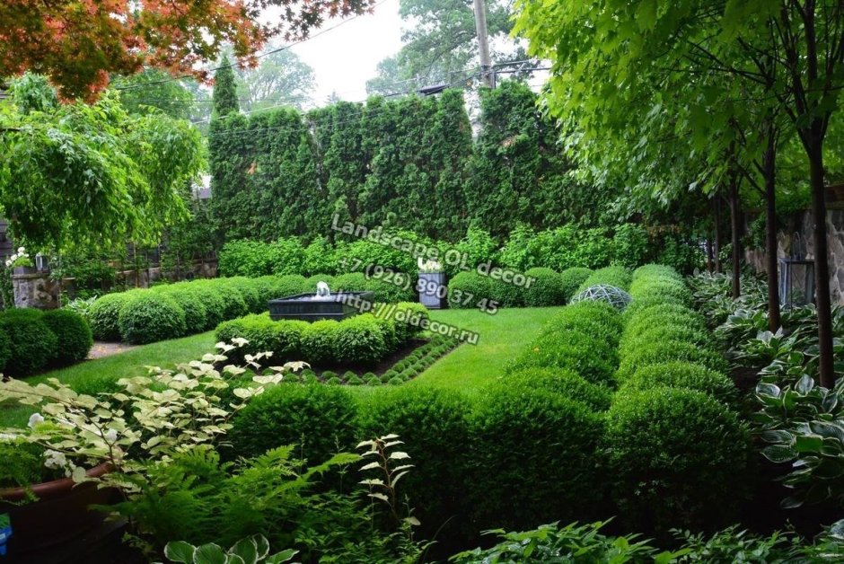Самшит английский сад Мюнхен