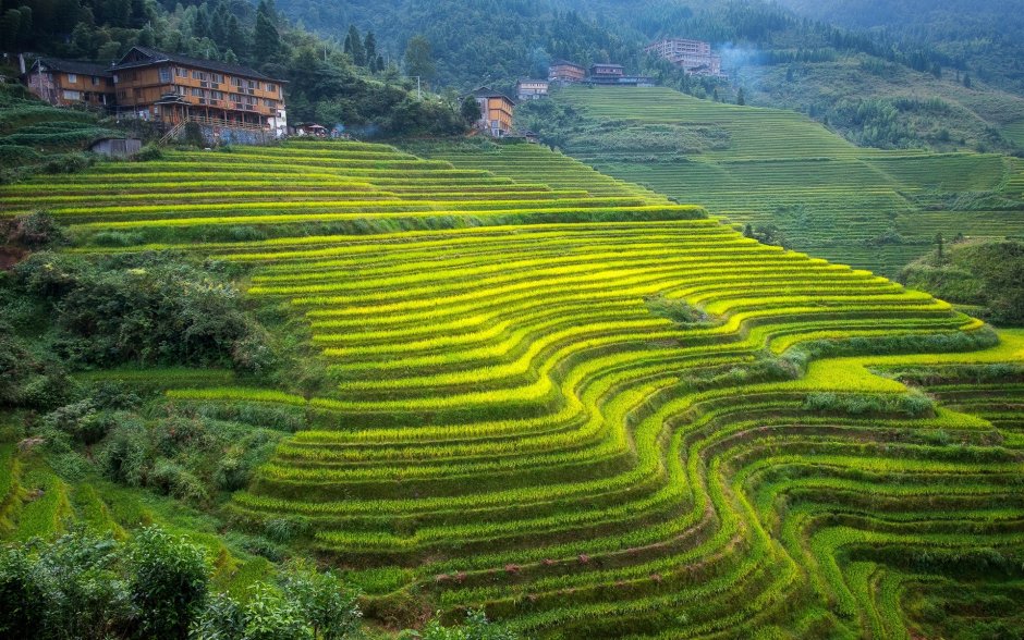 Чайные плантации в Китае