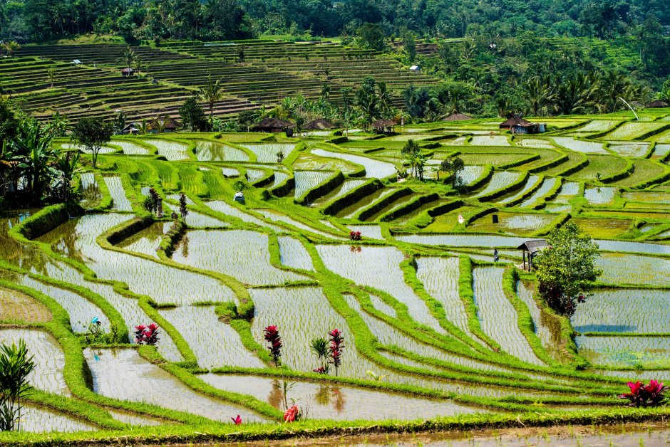 Рисовые террасы Бали Джатилувих