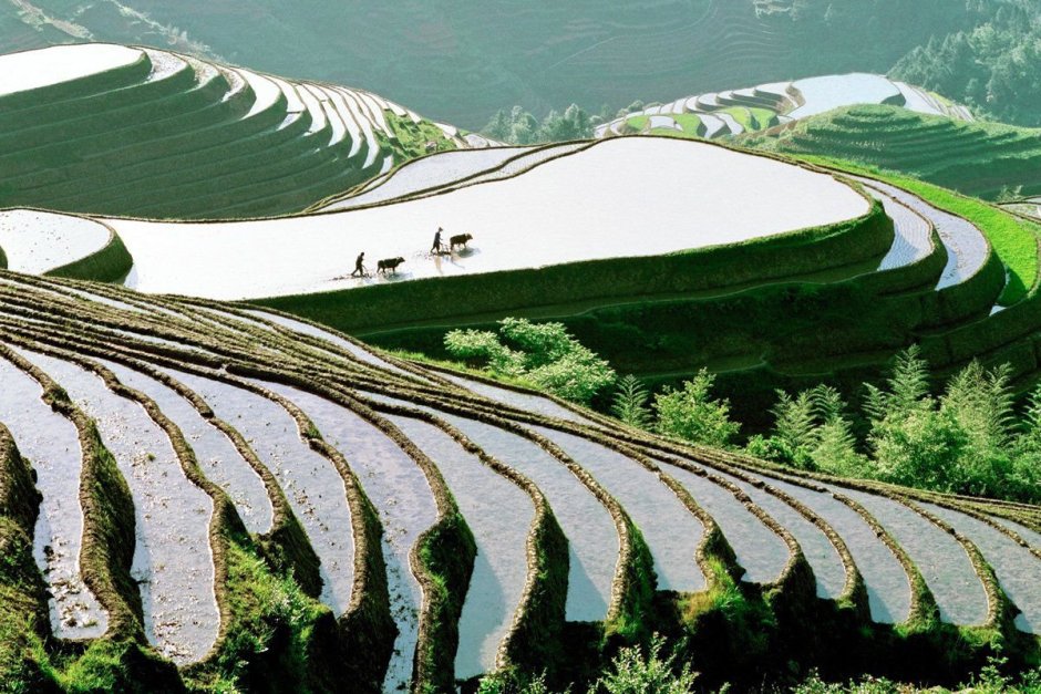 Рисовые плантации в Китае