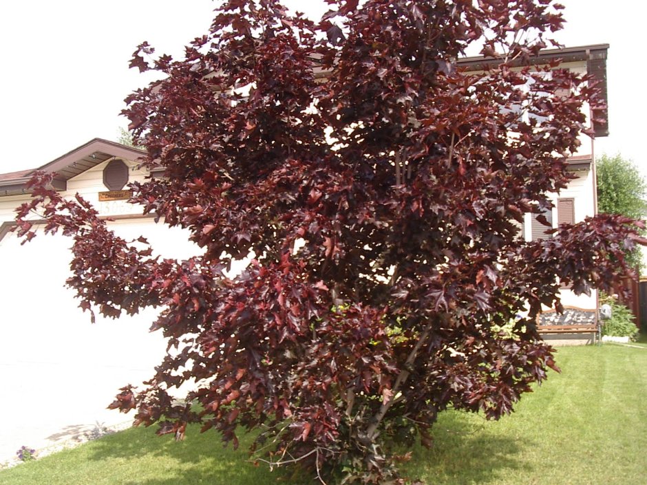 Клен остролистный Acer platanoides “Crimson King”