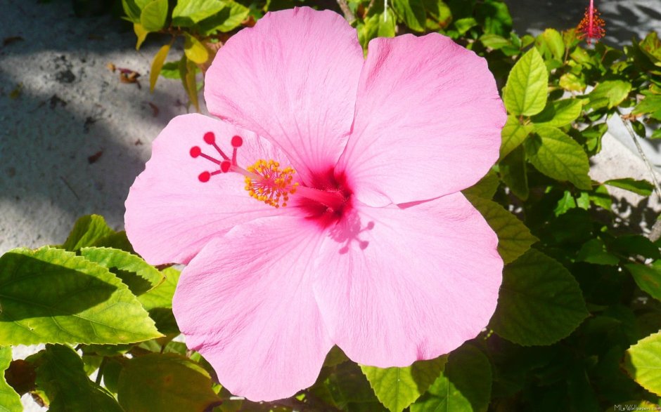 Мугунхва цветок
