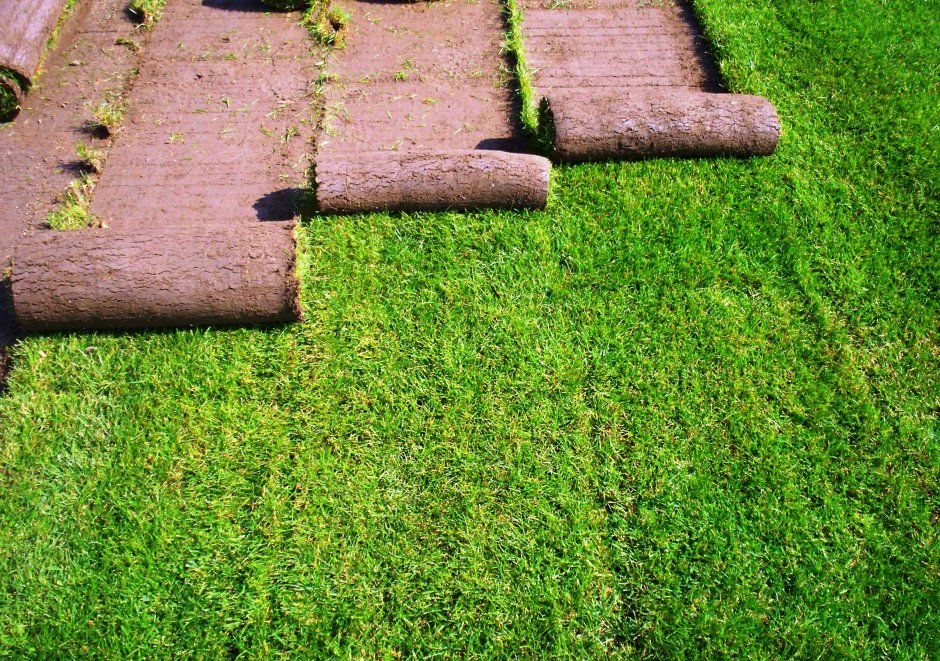 Настеленный рулонный газон