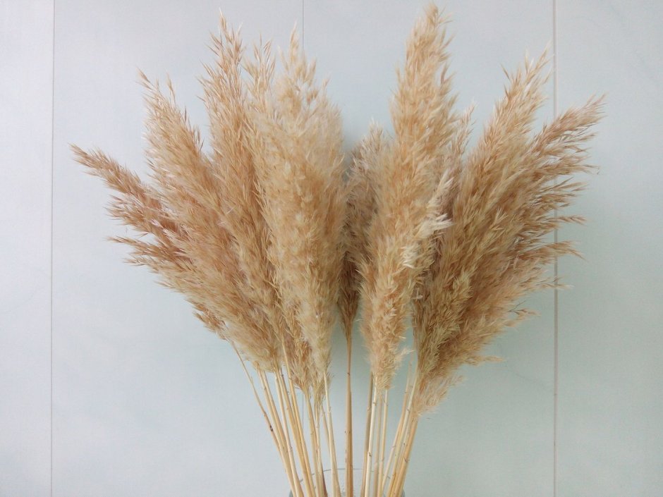 Пшеница декор