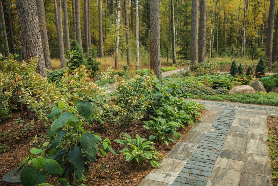 Сад Ольги Макаровой в Сосновом лесу
