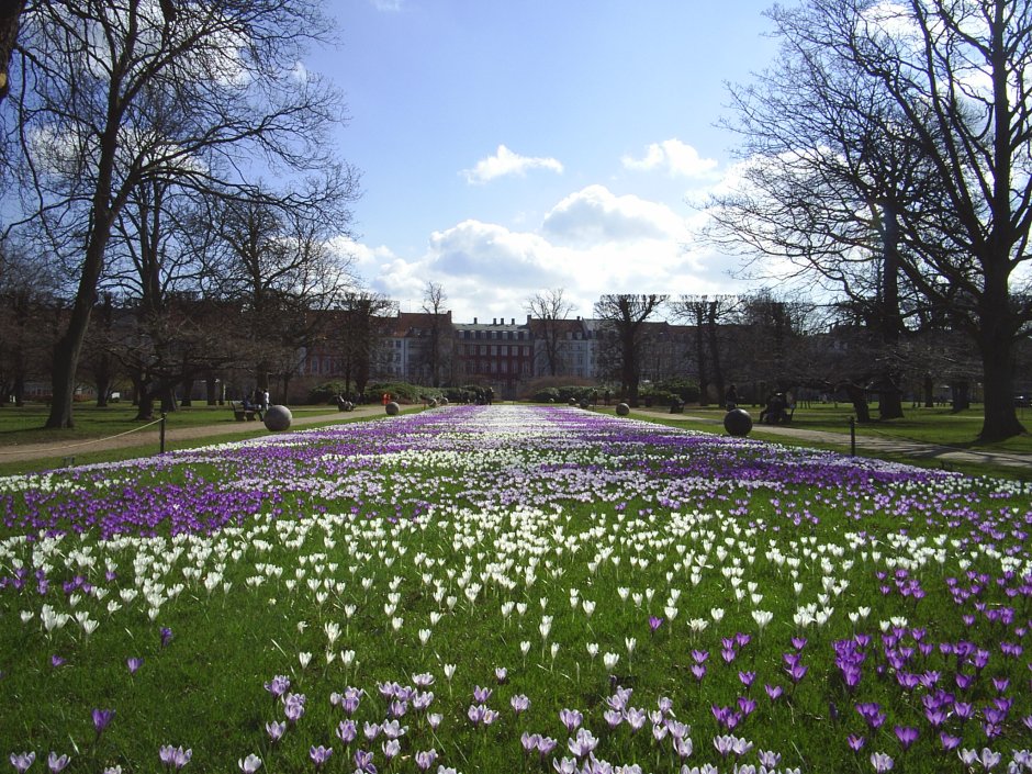 Дания Весна цветы