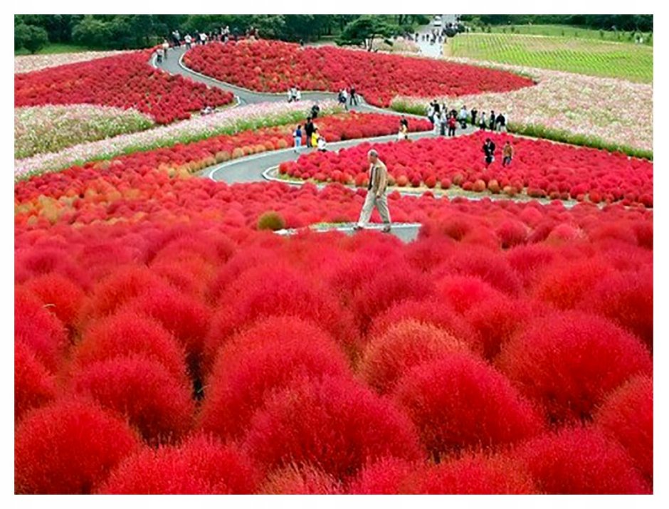 Цветочный парк Хитачи-Сисайд
