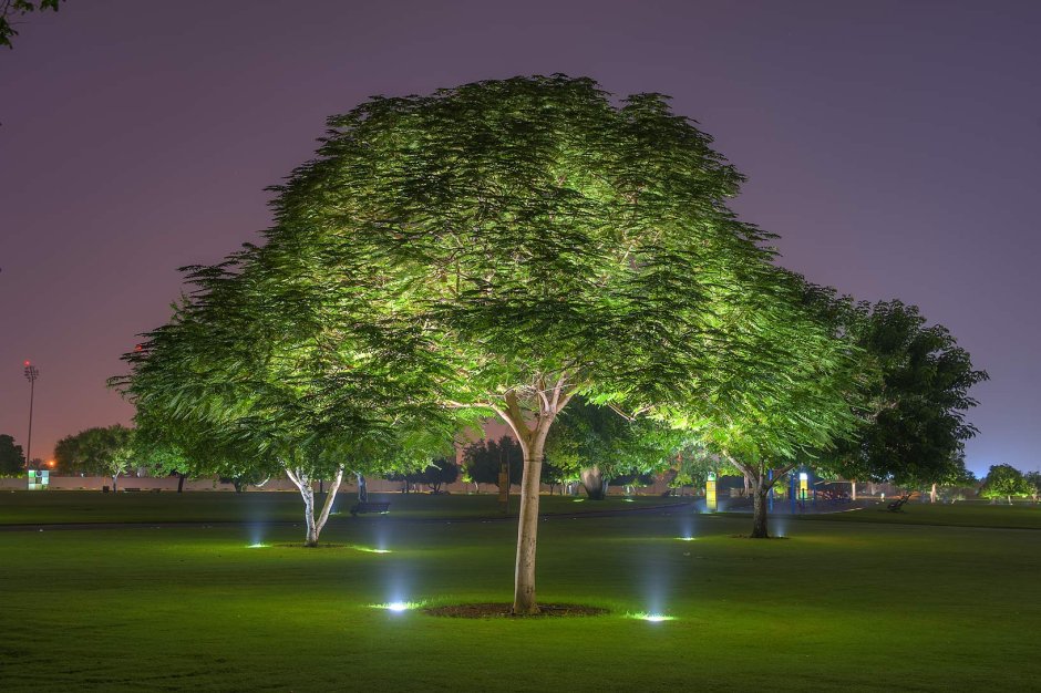 Ландшафтная подсветка деревьев