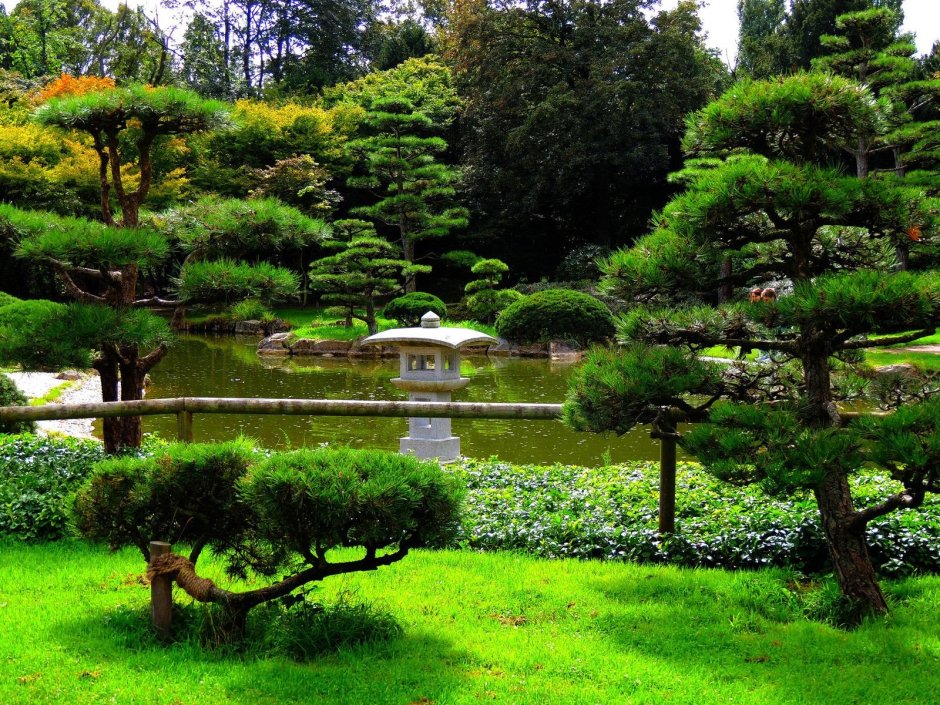 Ниваки в японском саду