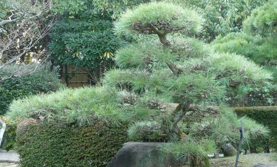 Pinus thunbergii 'Kyushu'