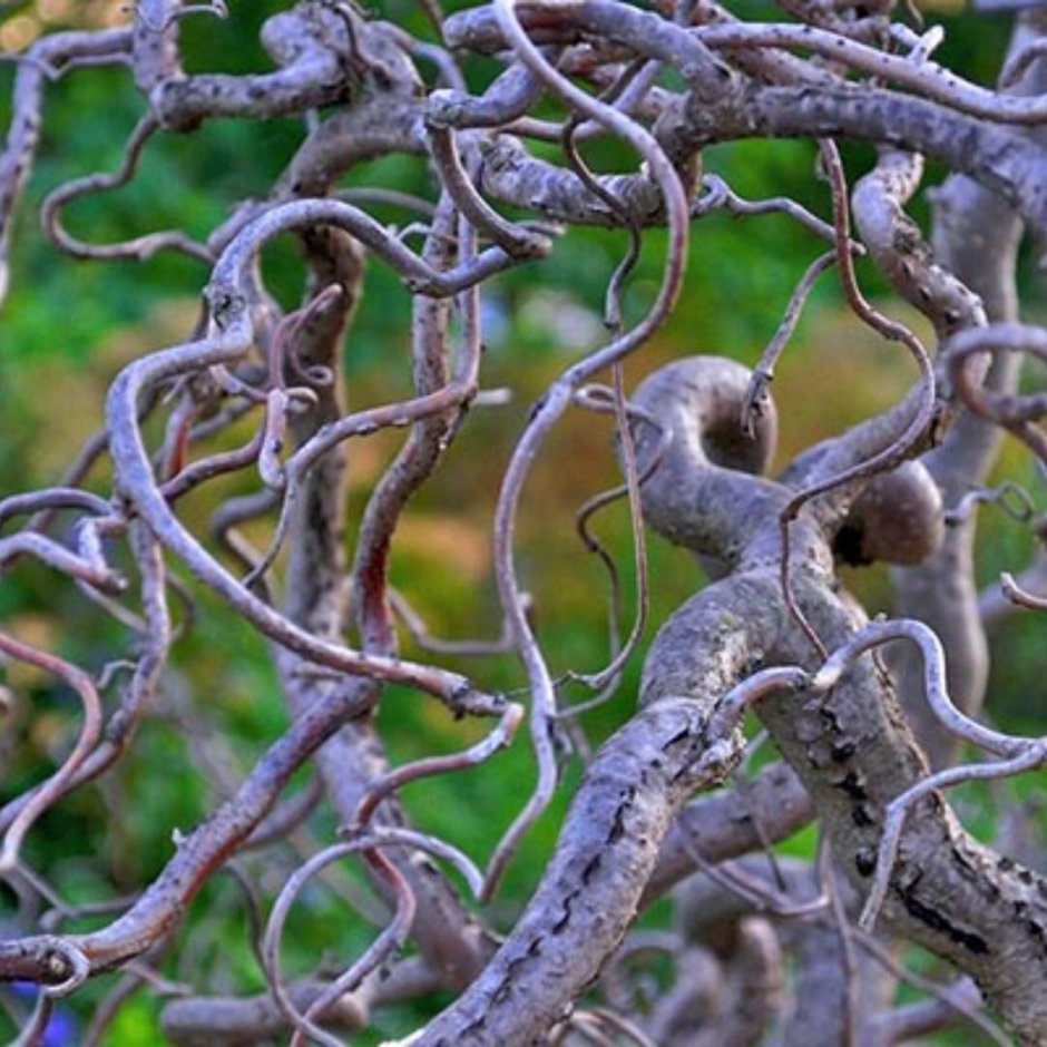 Ива Вавилонская (Salix babylonica)