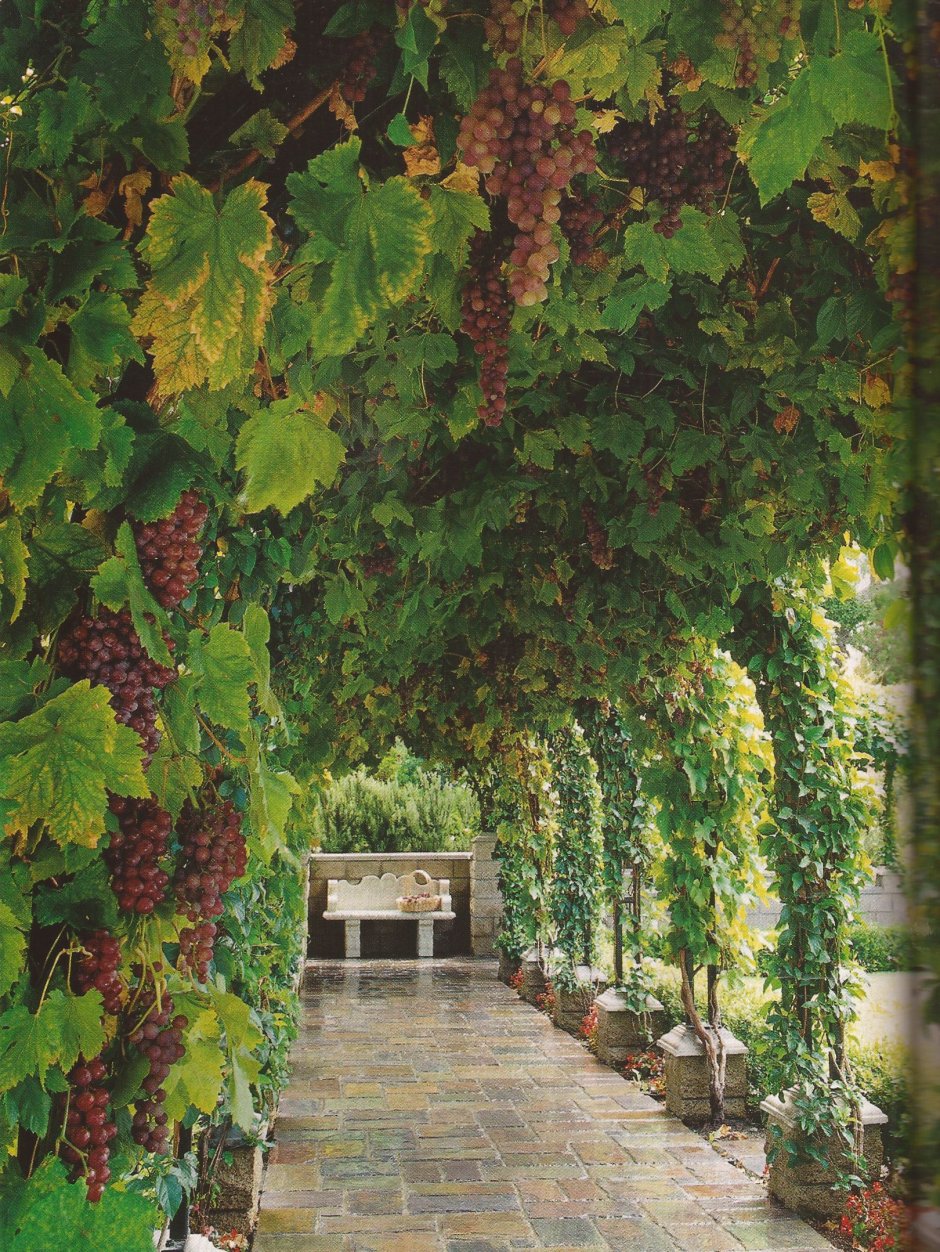 Пергола увитая виноградом