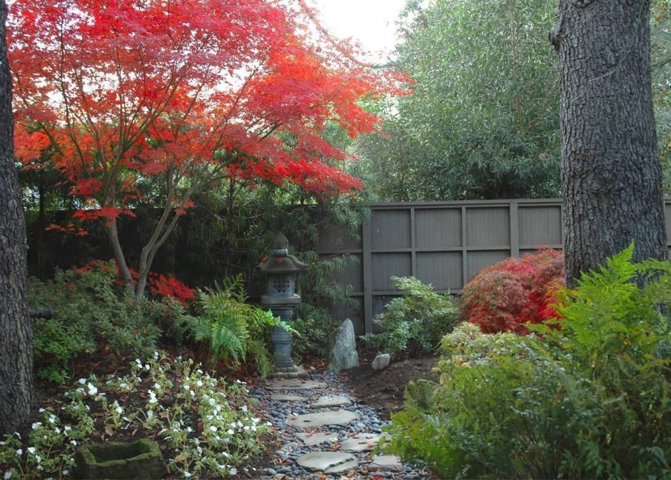 Японский сад клен хвойники