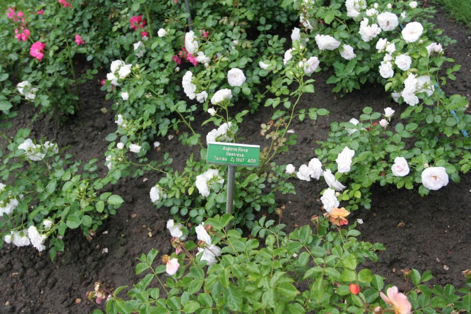 Почвопокровная роза белый лебедь