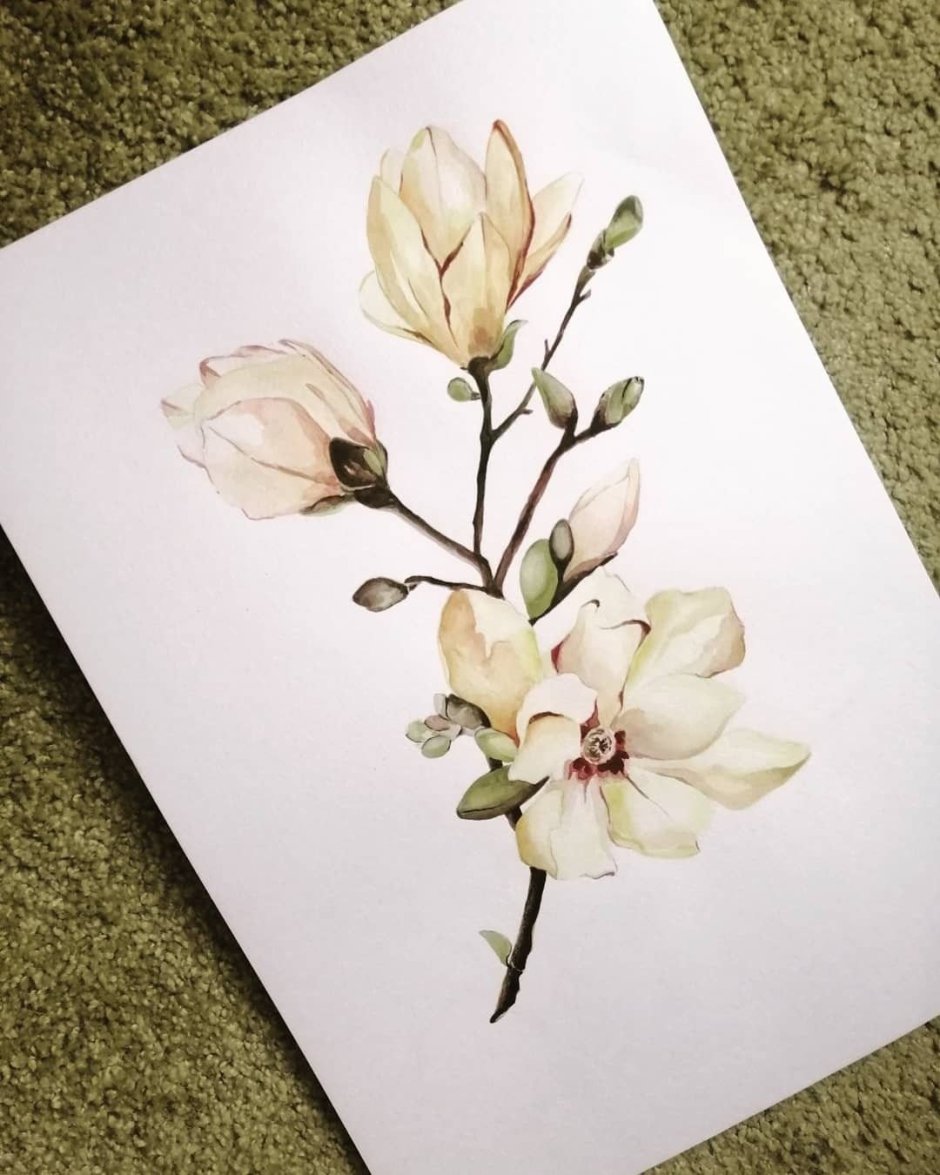 Магнолия акварель