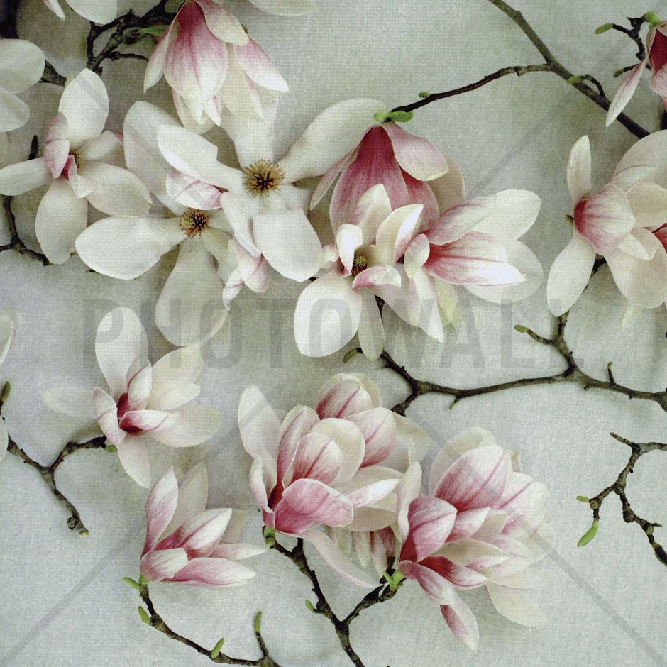 Принт цветочки Магнолия