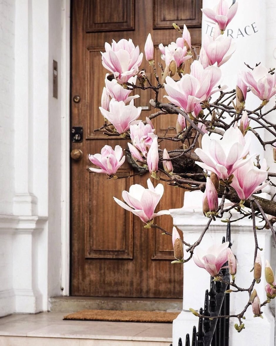 Акварель ботаника Анна Мэйсон