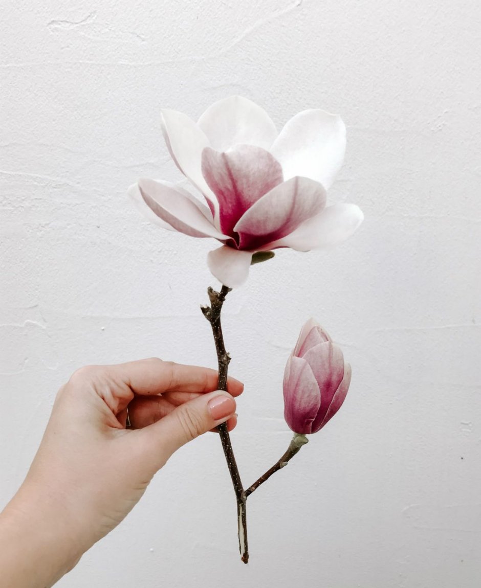 Фреска Магнолия