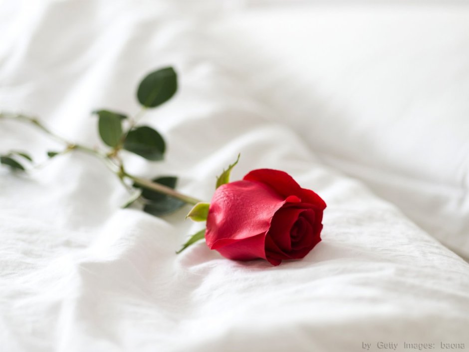 Кровать роза