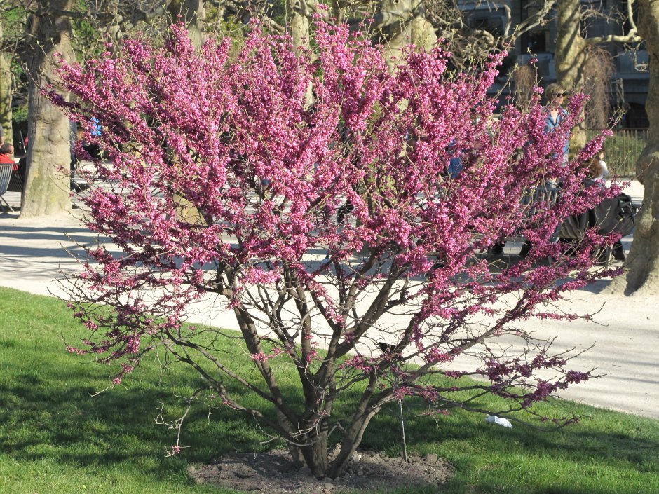 Церцис Альба