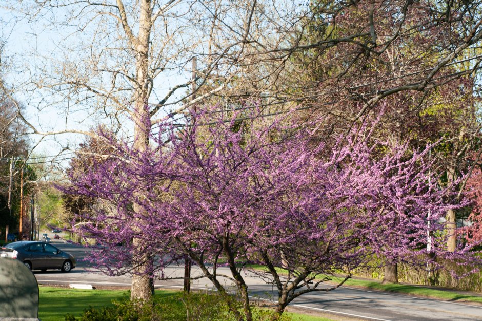 Церцис Гриффита Грузия