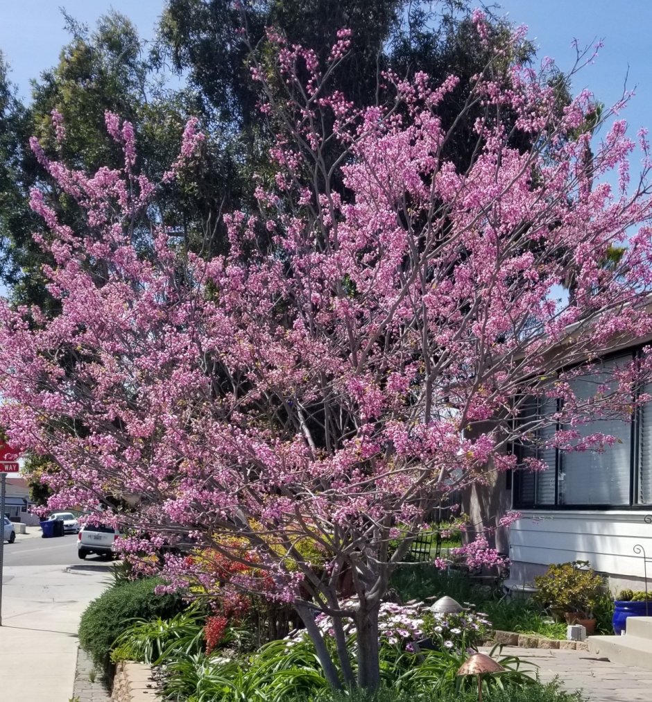 Церцис канадский Форест Панси