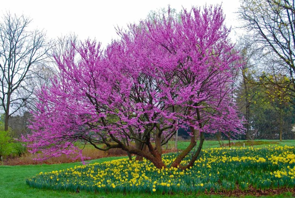 Церцис багрянник канадский дерево