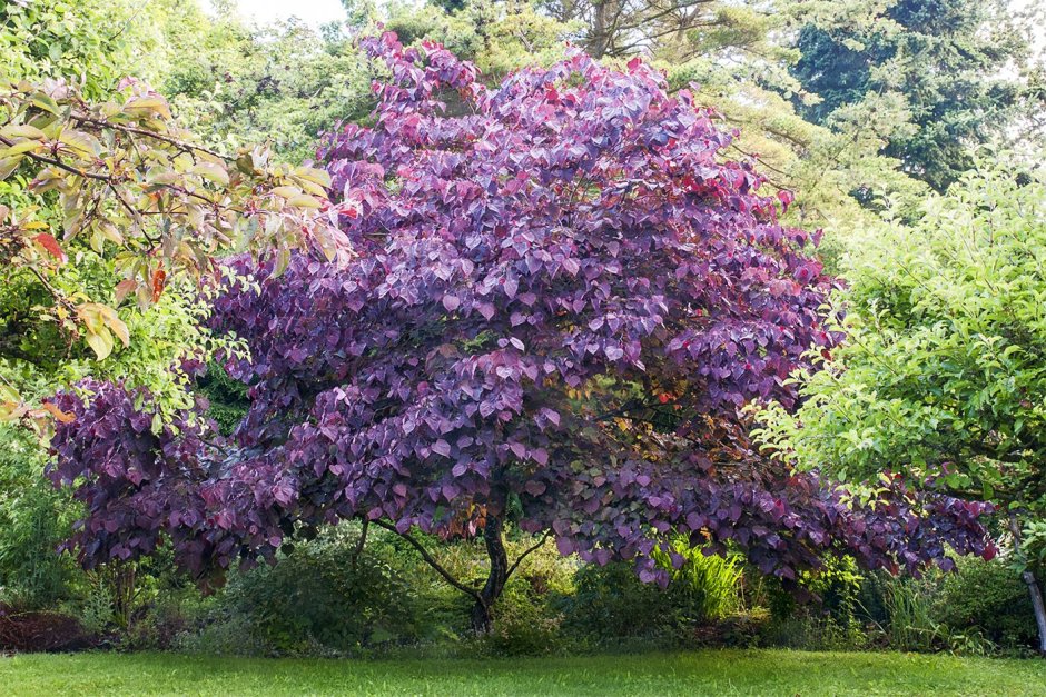 Багрянник канадский (Cercis canadensis)