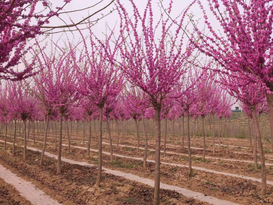 Cercis chinensis бонсай