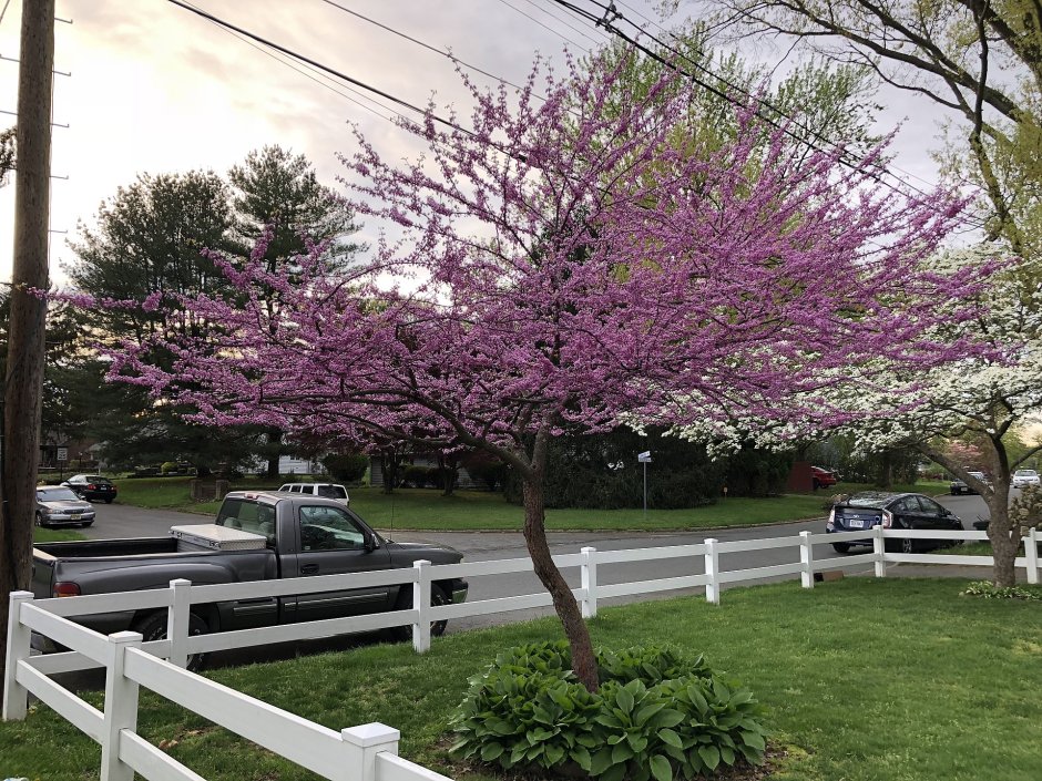 Церцис канадский аллея