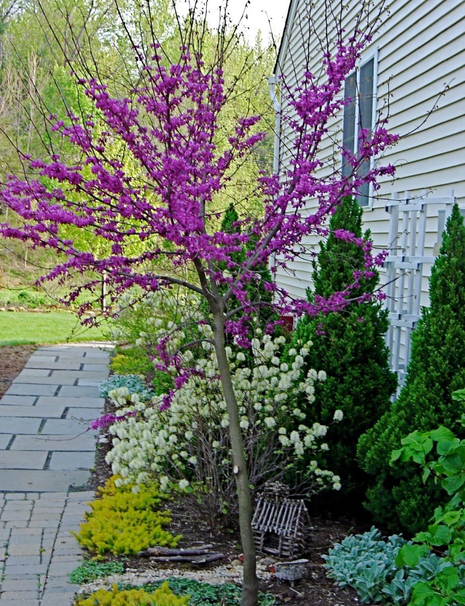 Церцис багряник