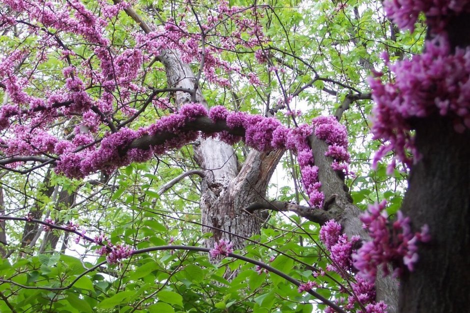 Церцис канадский багряник