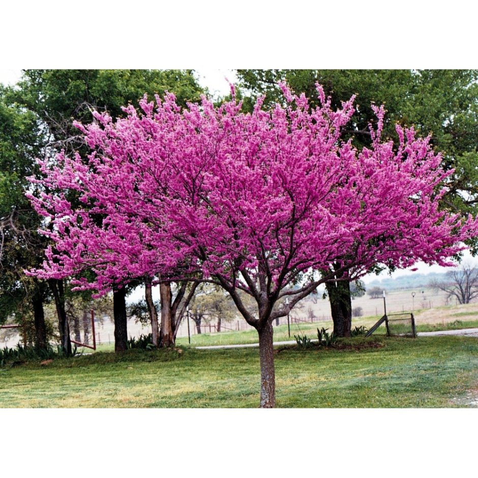 Церцис канадский