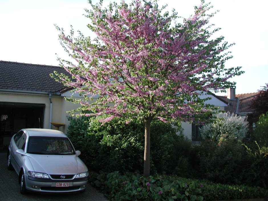 Как вырастить церцис на штамбе