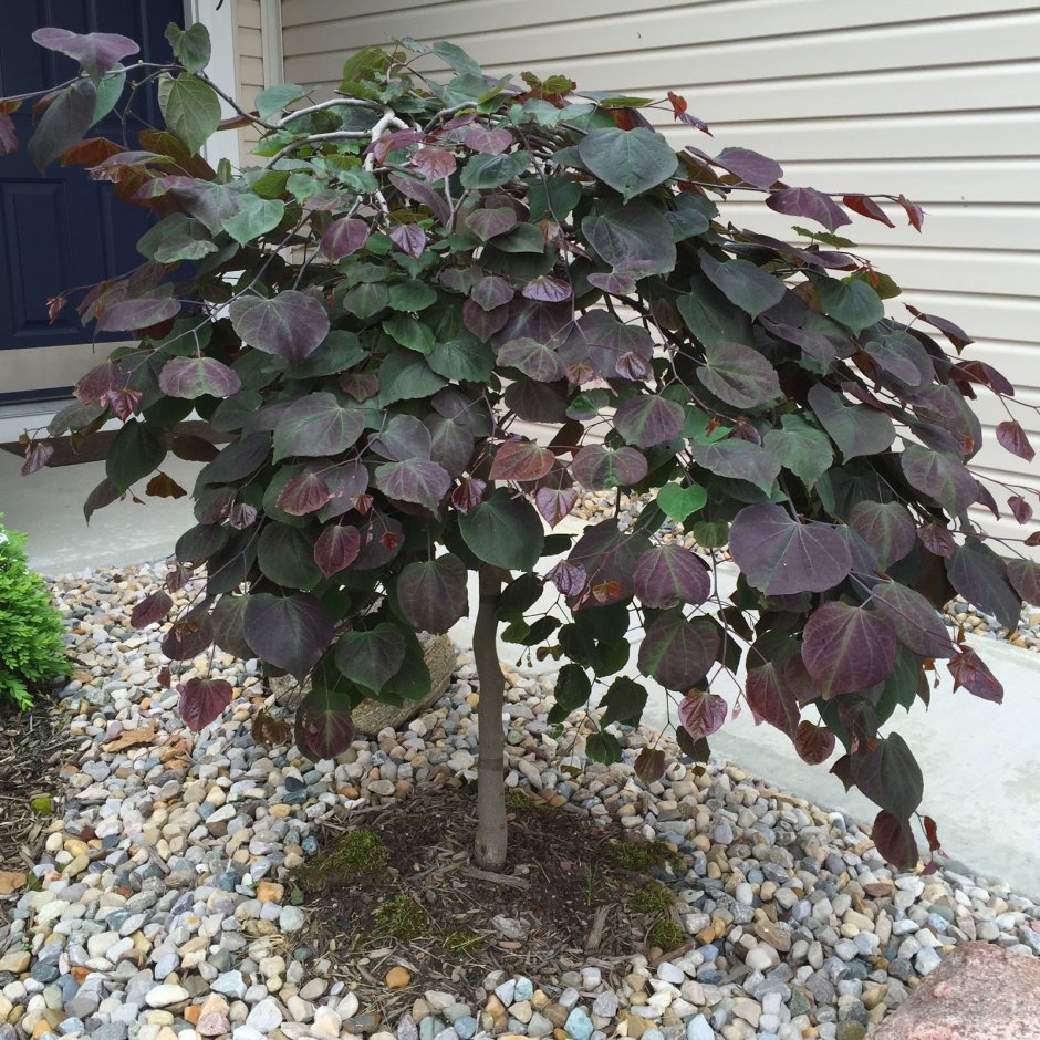 Cercis canadensis Pauline Lily
