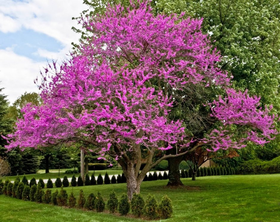 Багряник японский